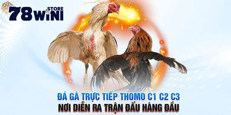 đá gà trực tiếp thomo c1 c2 c3