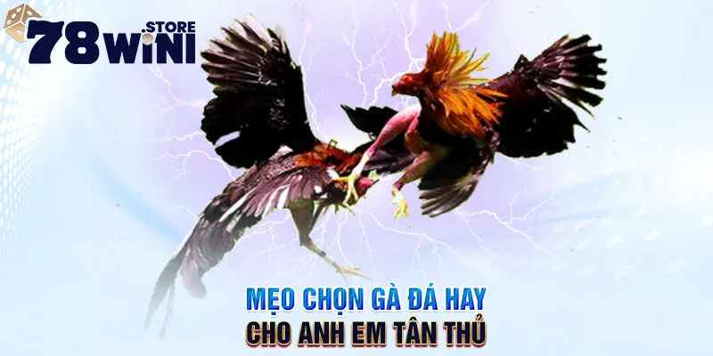 mẹo chọn gà đá hay cho anh em tân thủ